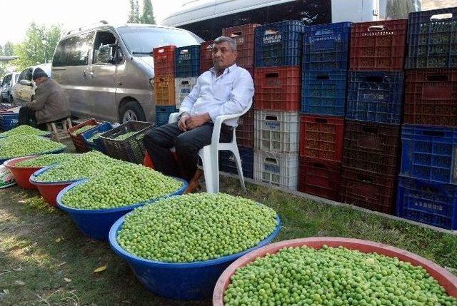 (özel Haber) Gaziantep’te Zeytin Üreticisinin Yüzü Gülüyor