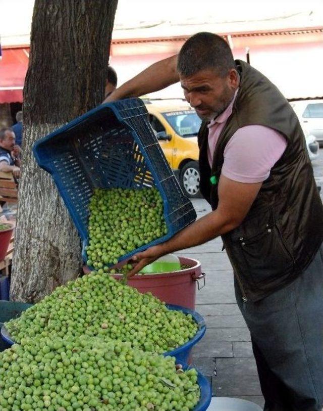 (özel Haber) Gaziantep’te Zeytin Üreticisinin Yüzü Gülüyor