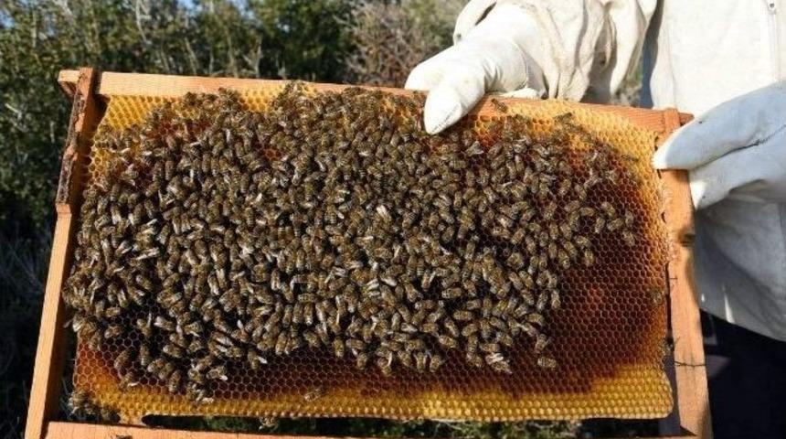 Aliağa T&uuml;praş Halk Eğitim Merkezi Arıcılık Kursu A&ccedil;ıyor