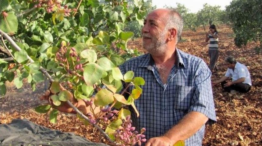 Antepfıstığı Yetiştiricileri Destek İstiyor