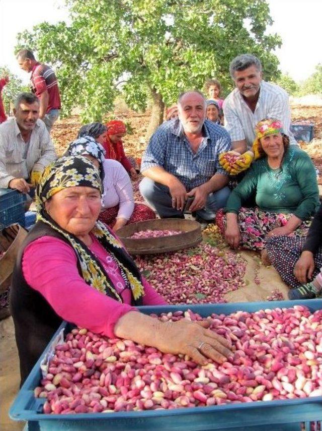 Antepfıstığı Yetiştiricileri Destek İstiyor