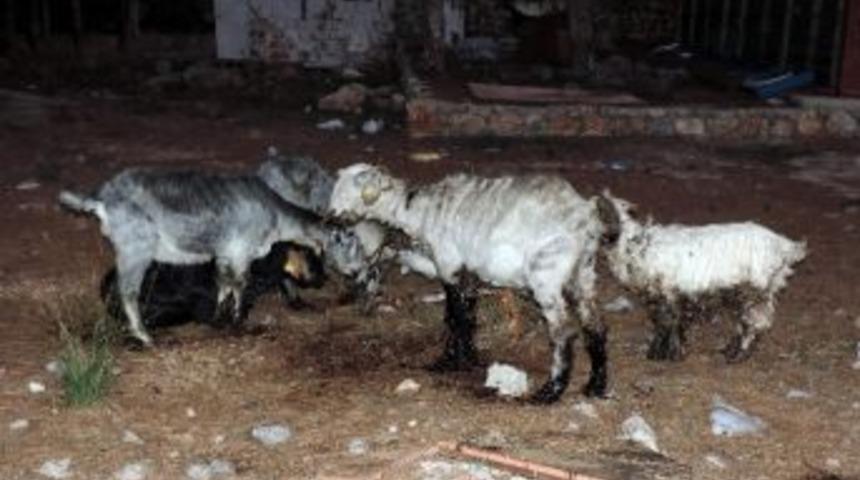 Zifte Saplanan Ke&ccedil;iler İ&ccedil;in Kurtarma Operasyonu