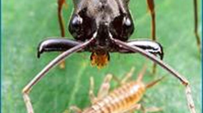 Hollywood filmi değil ger&ccedil;ek! Onlar zombi