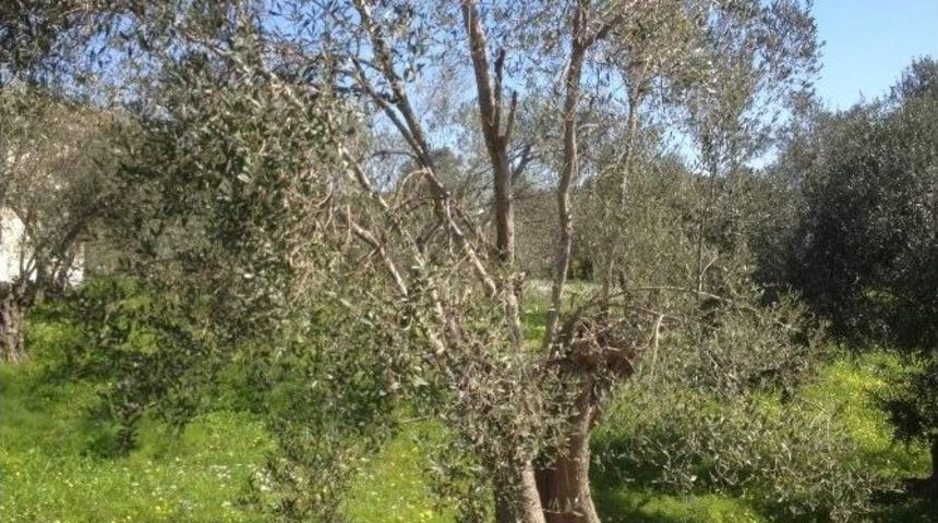 Zeytin &Uuml;reticisine &ldquo;halkalı Leke&rdquo; Uyarısı