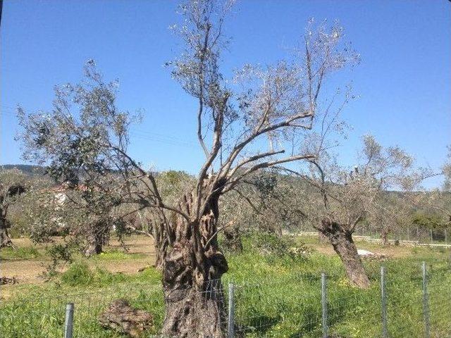 Zeytin Üreticisine “halkalı Leke” Uyarısı