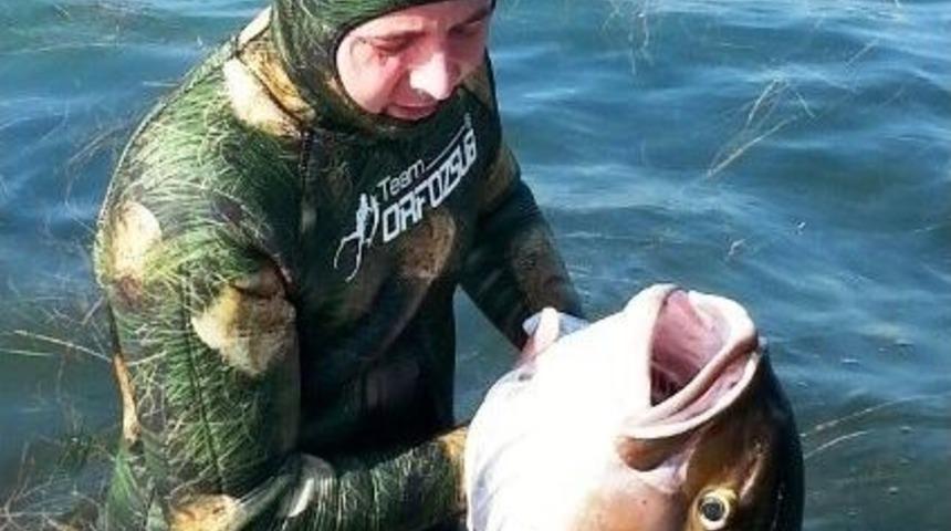 Devasa Balığı Zıpkınla Yakaladı