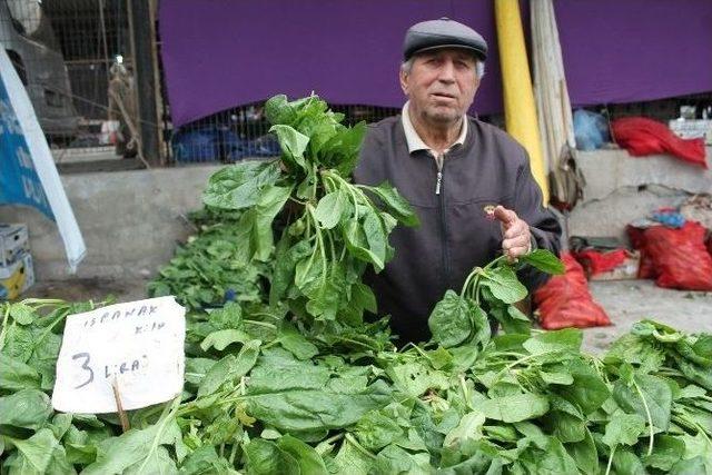 Yeni Mahsul Ispanak Tezgahta 3 Tl’den Fiyat Buldu