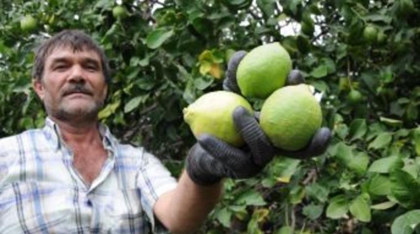 Limonda Rekolte D&uuml;şt&uuml; Fiyat Arttı