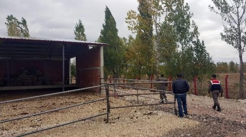 Şarkikaraağa&ccedil;&rsquo;ta 20 B&uuml;y&uuml;kbaş Hayvan &Ccedil;alındı