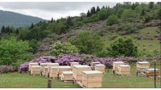 Ordu’da 5. Bal Ormanı