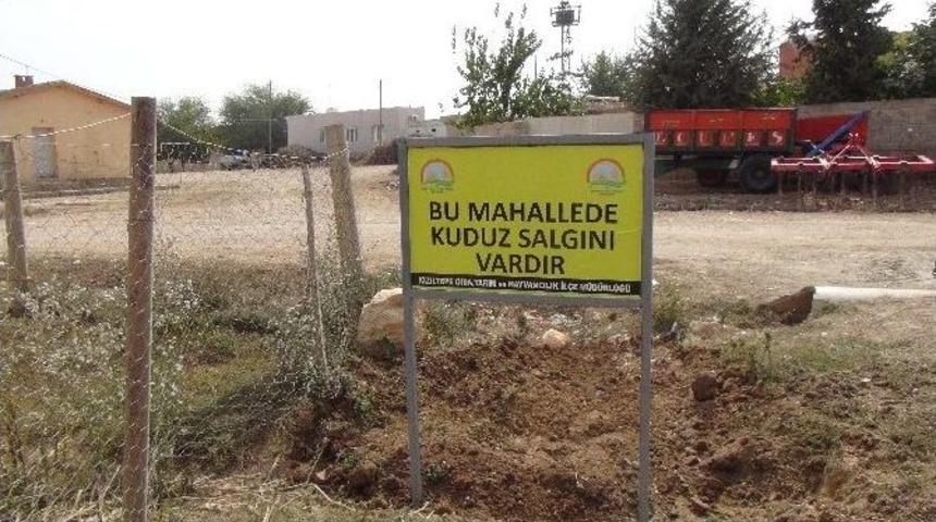 Kızıltepe&rsquo;de Kuduz Karantinası
