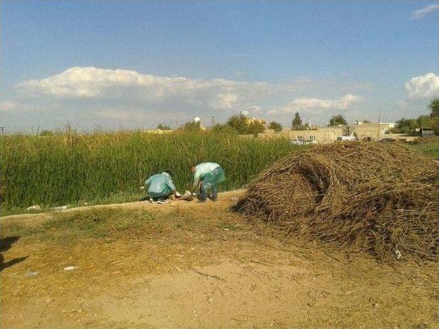 Kızıltepe’de Kuduz Karantinası