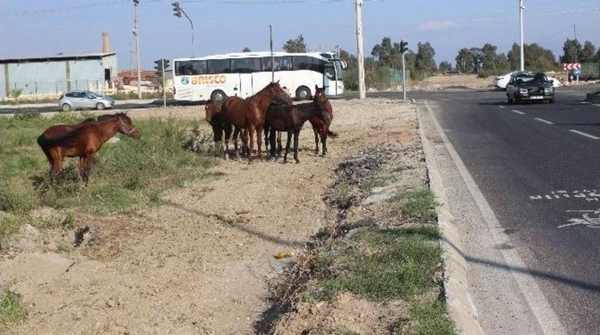 İncir Sezonu Sonunda Azat Edilen Atlar Tehlike Sa&ccedil;maya Başladı