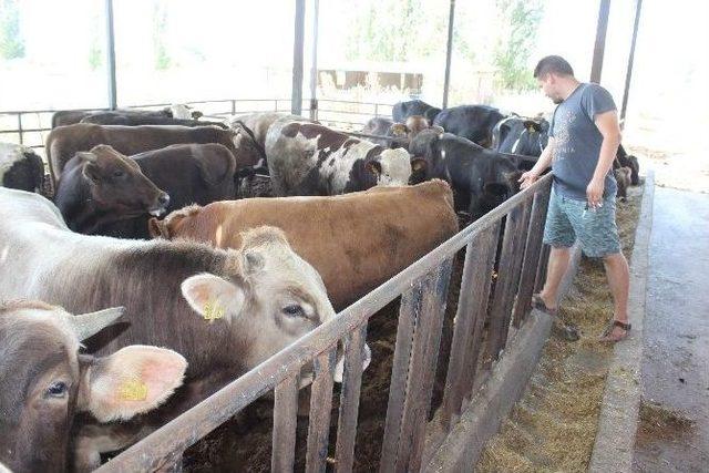 Biriktirdiği Okul Harçlığı İle Kuzu Alarak Başladı, Şimdi Çiftlik Sahibi