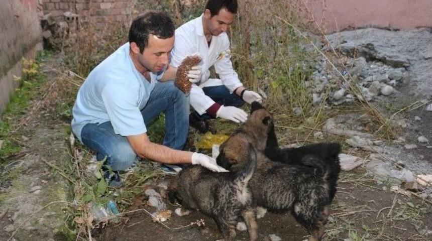 Ağrı&rsquo;da Yedi Yavrusu Olan Yaralı K&ouml;pek Kurtarılmayı Bekliyor