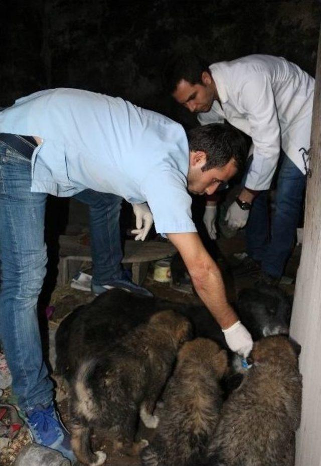 Ağrı’da Yedi Yavrusu Olan Yaralı Köpek Kurtarılmayı Bekliyor