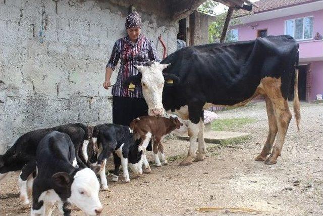 Bartınlı Çiftçinin Dördüz Buzağı Sevinci