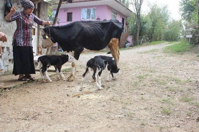 Bartınlı Çiftçinin Dördüz Buzağı Sevinci