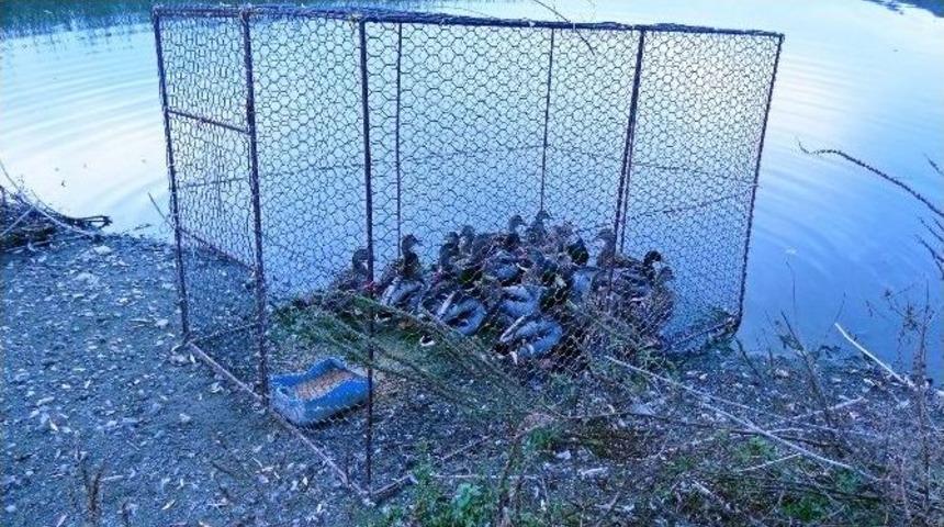 Milli Park Ekipleri Ka&ccedil;ak Avcılara G&ouml;z A&ccedil;tırmıyor