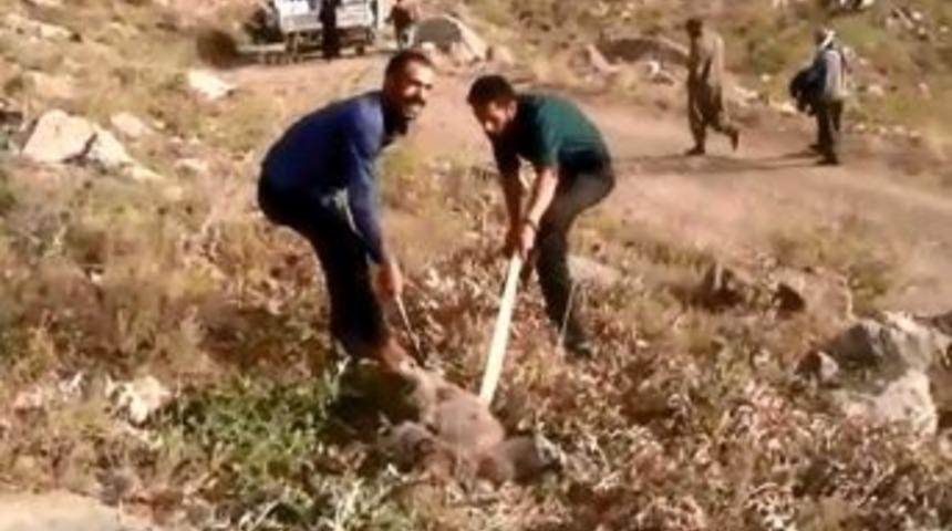 Yiyecek Arayan Ayı Kafasını Tenekeye Sıkıştırdı