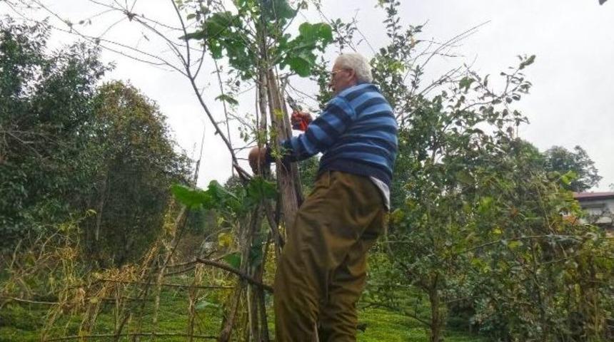 3,5 Metre Boyunda Kara Lahana Olur Mu Demeyin !