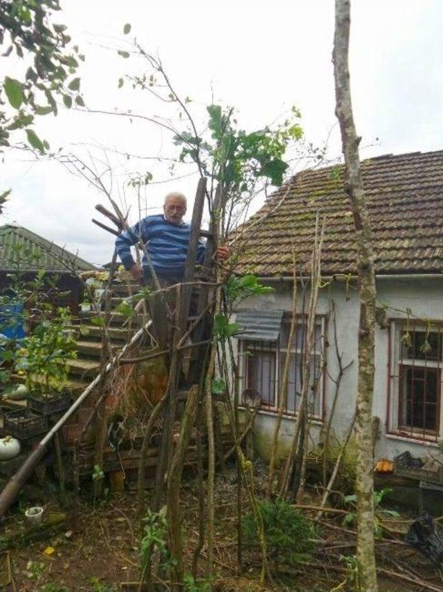 3,5 Metre Boyunda Kara Lahana Olur Mu Demeyin !