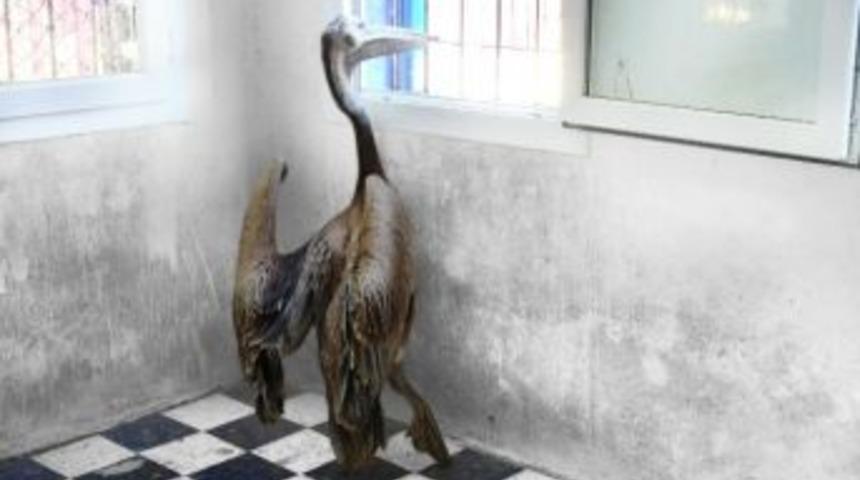 Bodrum&rsquo;da Yaralı Pelikana Yardım Eli