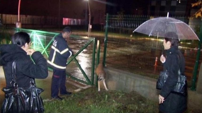 (&ouml;zel Haber) Demirlere Sıkışan K&ouml;peği İtfaiye Kurtardı