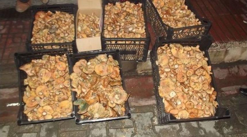 Devrekanide&rsquo;ki Mantar Boluğu K&uuml;reye Yansıdı