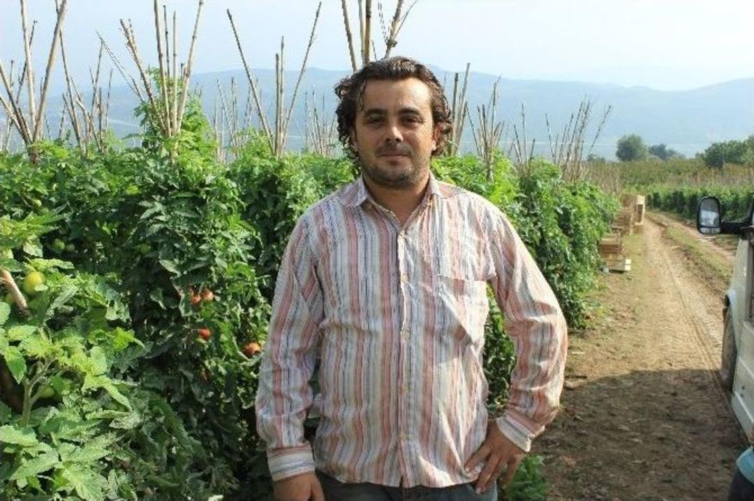 Domates Fiyatları Tarlada Dibe Vurdu