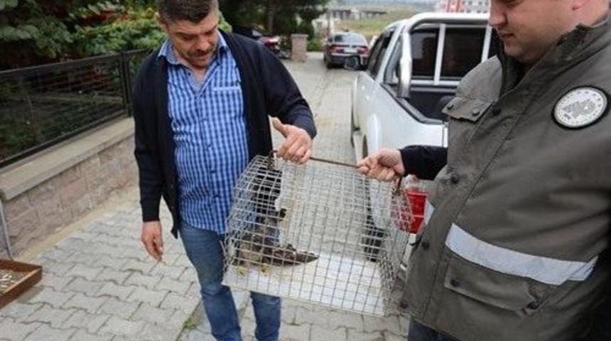 Yaralı Atmaca Tedavi Edilecek