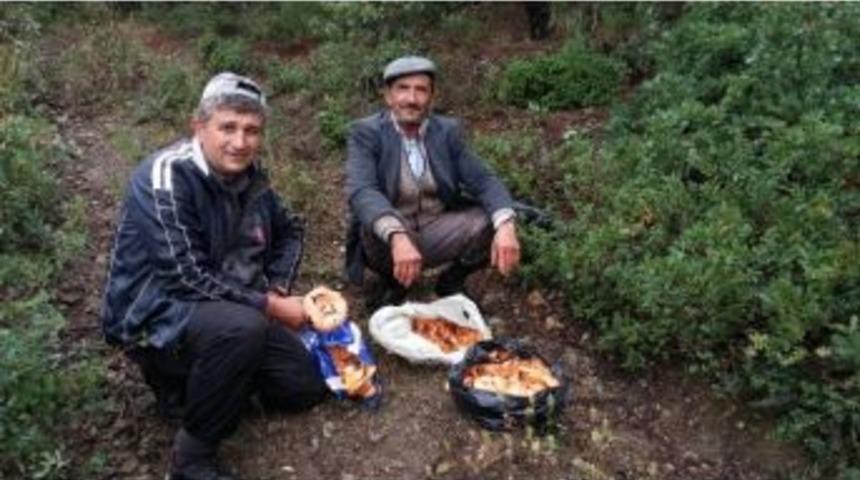 &Ccedil;am Mantarına B&uuml;y&uuml;k İlgi