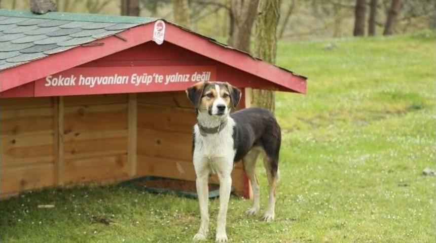 Hayvan Barınma Noktaları Düzenli Olarak Dezenfekte Ediliyor