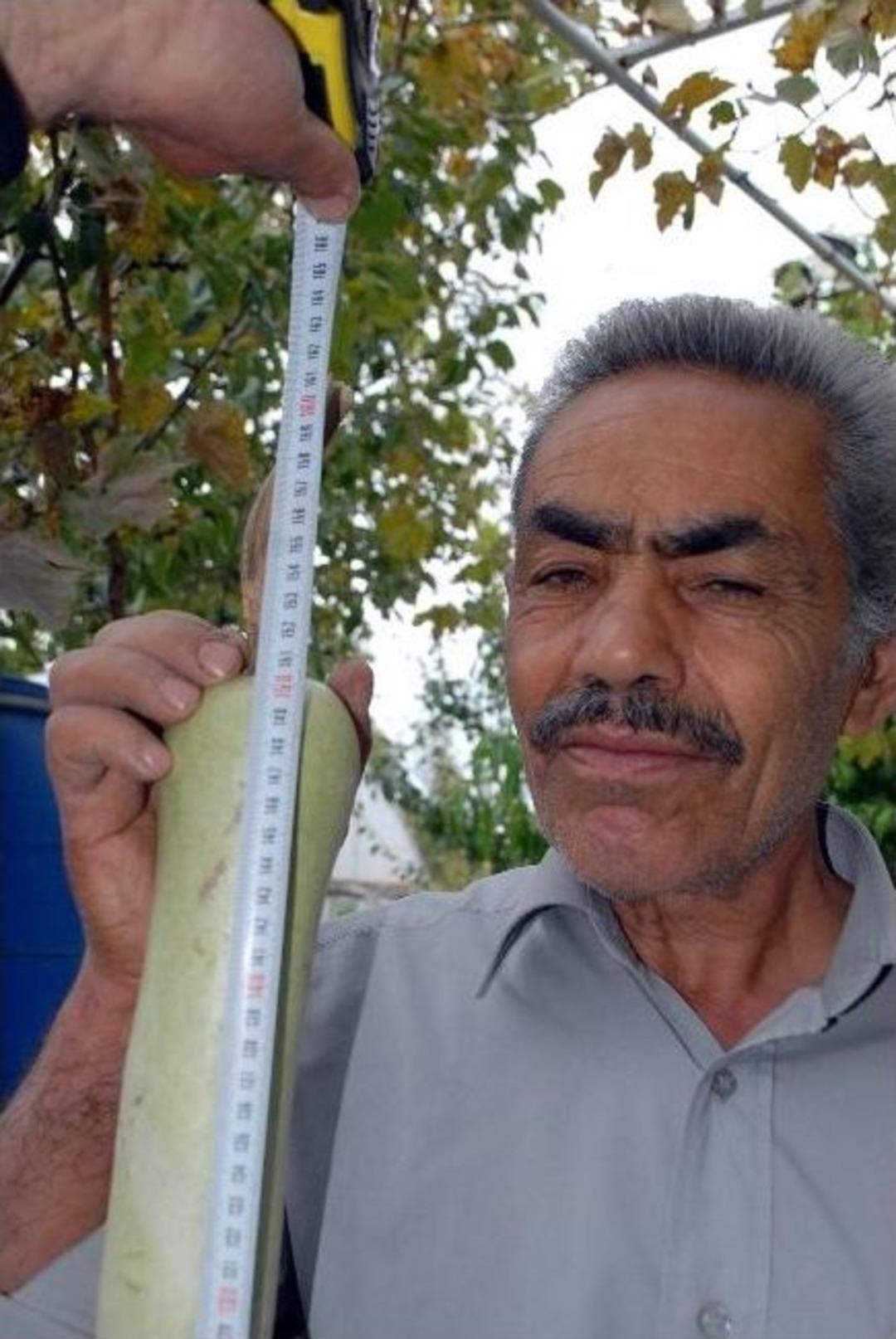 Uzadık&ccedil;a Uzayan Kabak, Yetiştiricisini De Şaşırttı