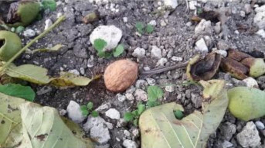 Yağmur Ceviz Ağa&ccedil;larını Da Vurdu