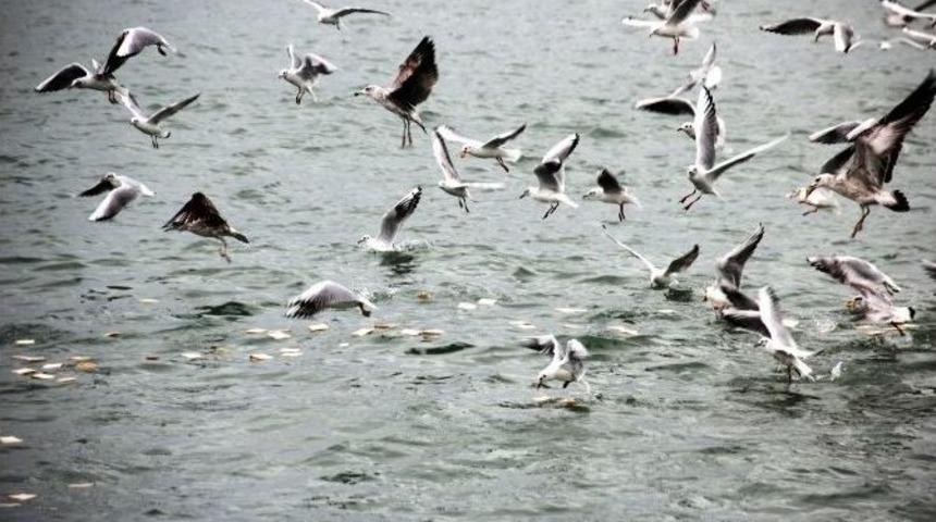 Martıların Ekmek M&uuml;cadelesi