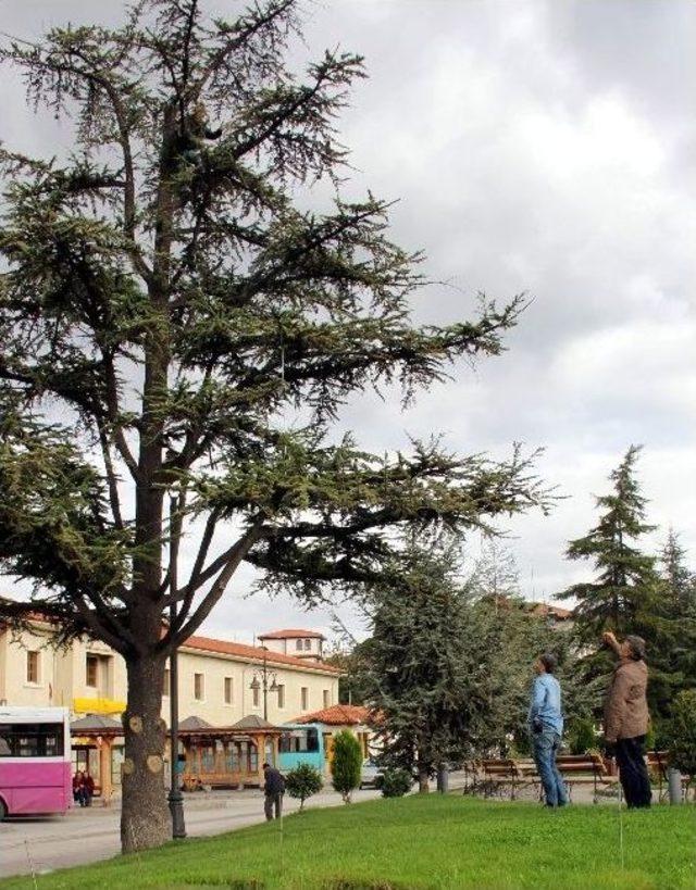 İşsiz Kalan Şahıs Ağaca Çıktı