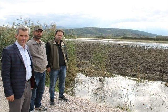 (özel Haber) 4 Bin 500 Dönüm Mahsul Sular Altında Kaldı