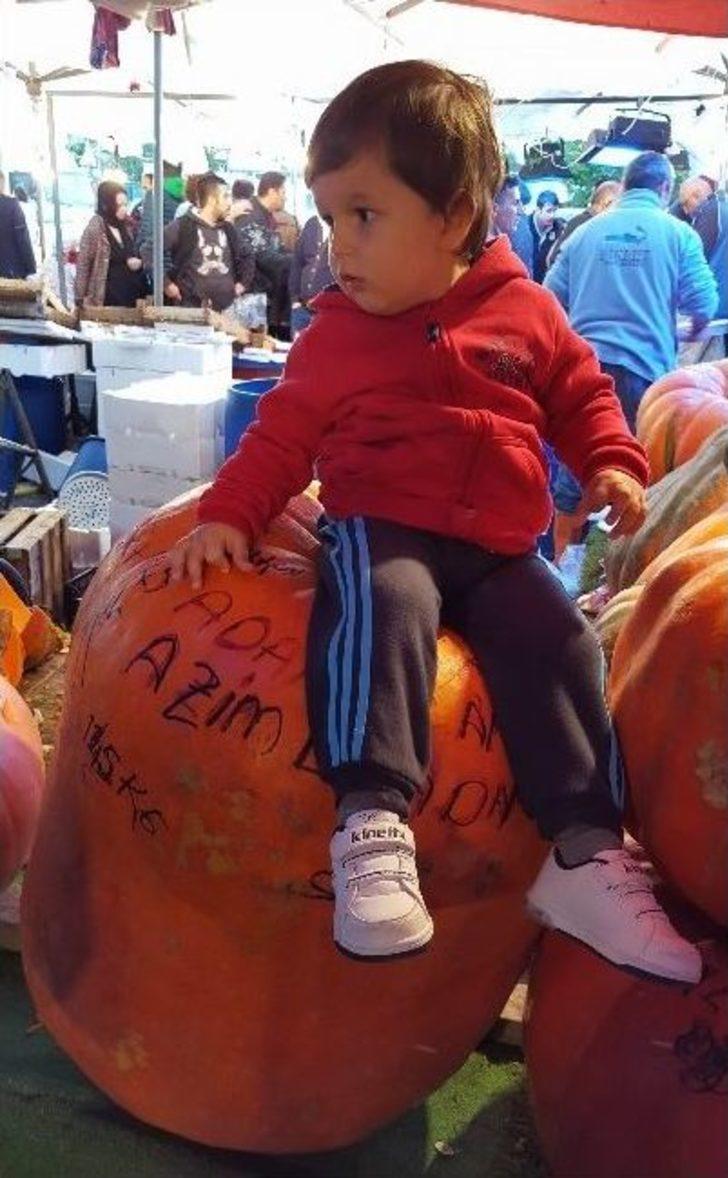 (özel Haber) 145 Kiloluk Kabak Görenleri Şaşkına Çeviriyor... G4