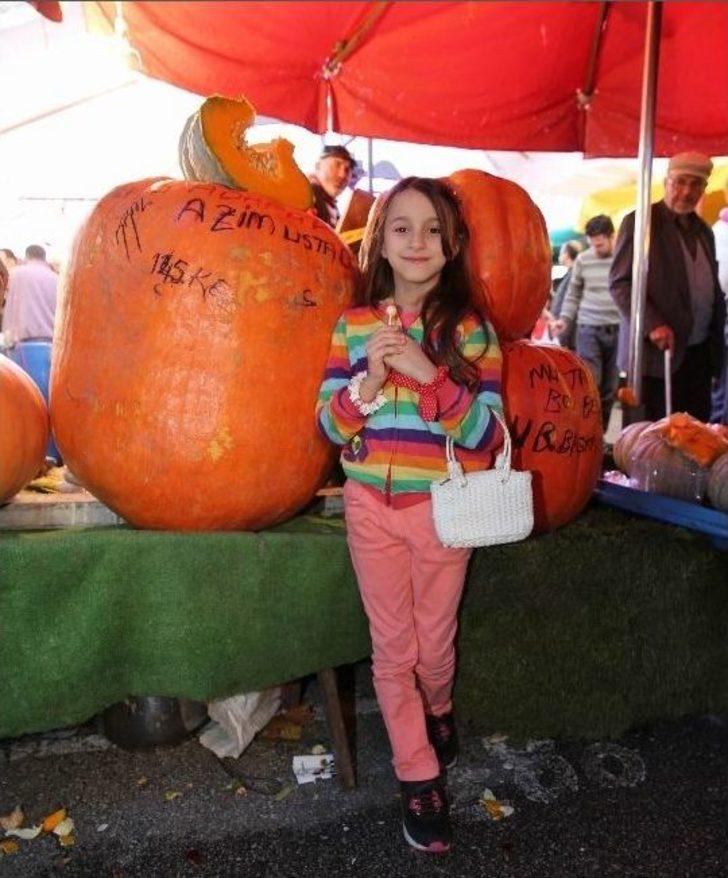 (özel Haber) 145 Kiloluk Kabak Görenleri Şaşkına Çeviriyor... G5