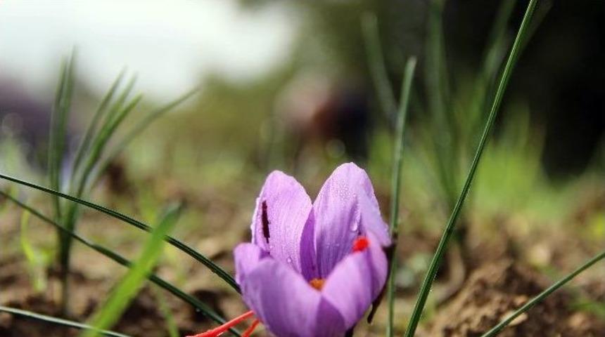 Safran Hasadı Başladı