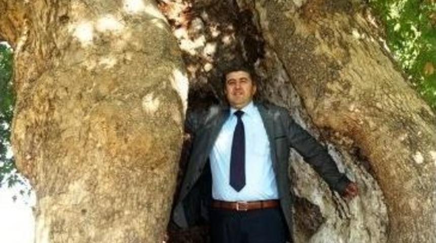 Sarıg&ouml;l&rsquo;de Asırlık &Ccedil;ınarlar Dimdik Ayakta