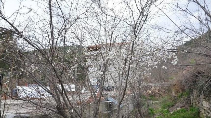 Sinop&rsquo;ta Erik Ağa&ccedil;ları &Ccedil;i&ccedil;ek A&ccedil;tı