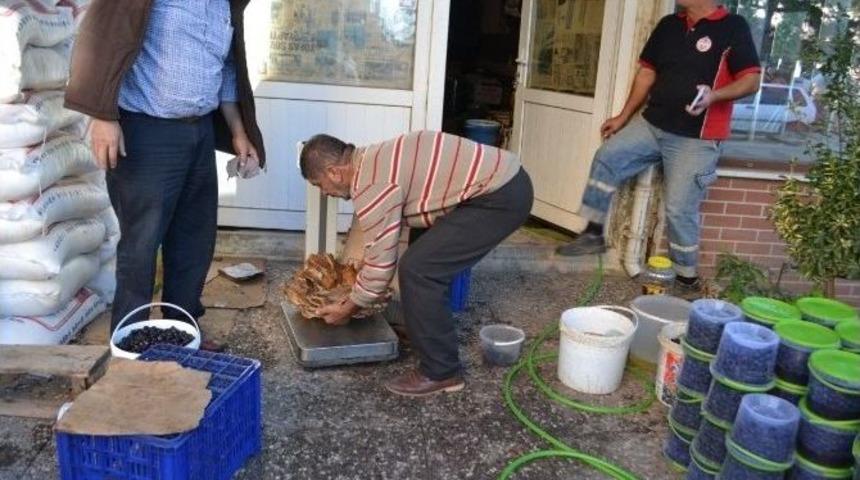 Dev Mantar G&ouml;renleri Şaşırtıyor