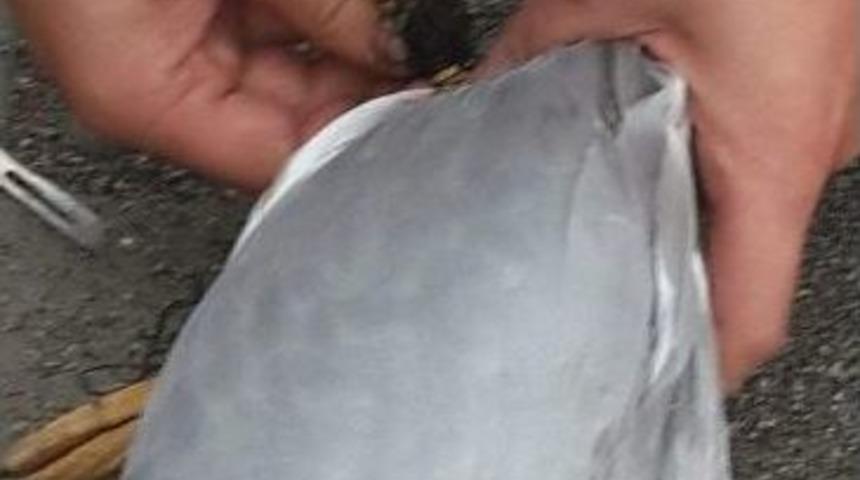 İplere Dolanan Martının İmdadına Gazeteci &Ccedil;ift Yetişti