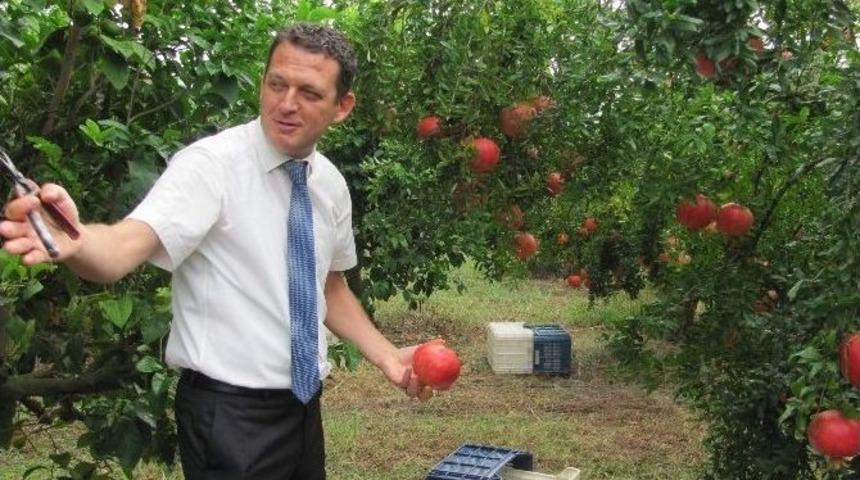 Kaymakam &Uuml;rkmezer, Nar Hasatı Yaptı