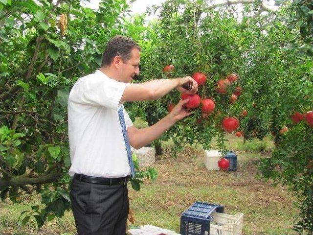 Kaymakam Ürkmezer, Nar Hasatı Yaptı