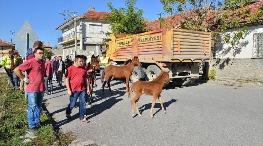Başıboş Atlar Toplanıyor