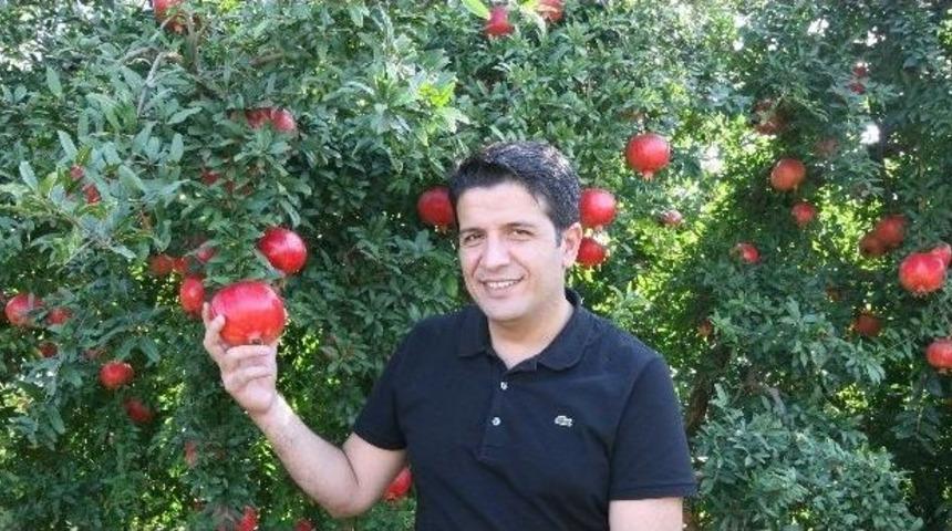 Başkan Turgay Gen&ccedil; Nar Hasadına Katıldı