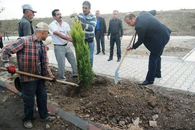 Yürüyüş Yolunda Asfalt Ve Ağaçlandırma Çalışması